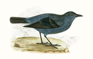 Blue Thrush, ilustração de "Uma História das Aves da Europa Não Observadas nas Ilhas Britânicas", de Charles Robert Bree (1811-1886), publicada em 1867 de English School