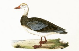 Blue Winged Goose, ilustração de "Uma História das Aves da Europa Não Observadas nas Ilhas Britânicas", de Charles Robert Bree (1811-1886), publicado em 1867