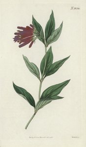 Gravura botânica de English School