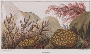Botrylli (cor litho) de English School