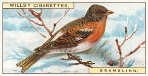Brambling de English School