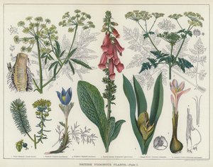 Plantas Venenosas Britânicas (cor litho) de English School