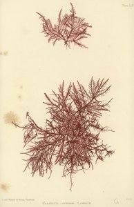 Erva Daninha Britânica (natureza impressa) de English School