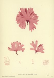 Erva Daninha Britânica (natureza impressa) de English School