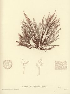 Erva Daninha Britânica (natureza impressa) de English School