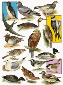 Aves britânicas de English School