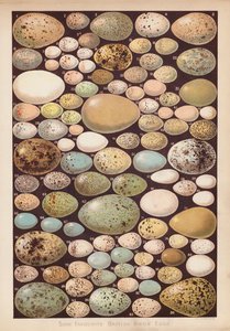 Ovos de aves britânicas (chromolitho) de English School