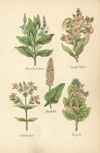Tília de ribeiro, Mosto de sabão, Bistort, Centuary, Bugle (litografia a cores) de English School