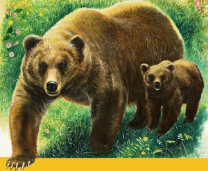 Urso castanho e cria de English School