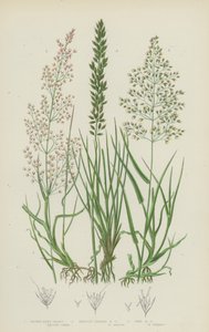 Erva Dobrada Castanha, Erva Dobrada de Cardo, Erva Dobrada Fina (cor litho) de English School