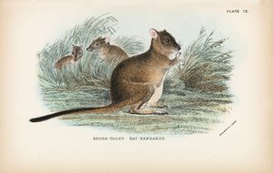Rato-Canguru-de-cauda-pincelada de English School