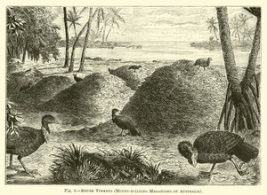 Escova de perus, Megapodes Mound-edifício da Austrália de English School