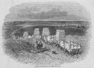 Caravana de bois na Moldávia de English School