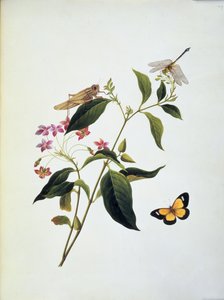 Borboleta, gafanhoto e libélula em uma planta de English School