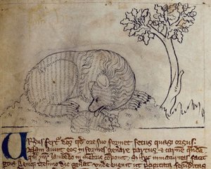 CCA-LitMs - D - 10 fol. 3r Bear, do Bestiário de English School