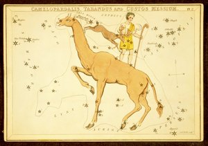 Camelopardalis, Tarandus e Custos Messium, pub. 1825 (gravura colorida à mão) de English School