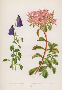 Campanula pulla; Sedum pallidum roseum (cor litho) de English School