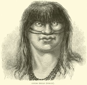 Canibo indiano, feminino de English School