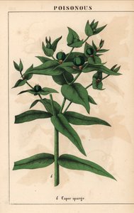 Spurge de alcaparra com sementes verdes, Euphorbia lathyris   , de "The Instructive Picturebook, or Lessons from the Vegetable World," [Charlotte Mary Yonge], Edimburgo de English School