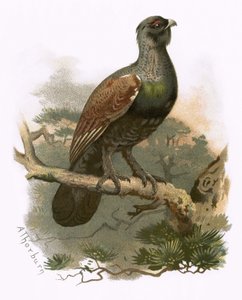 Capercailzie