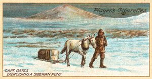 Capitão Oates Exercitando um Pónei Siberiano (chromolitho) de English School