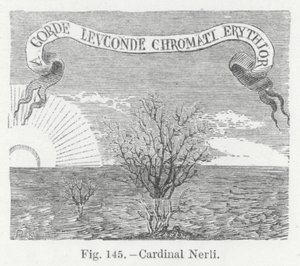 Kardinal Nerli (Gravur) von English School