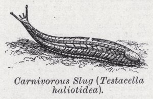 lesma carnívora, Testacella haliotidea (litho) de English School