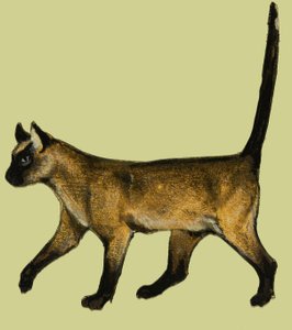 Gato de English School