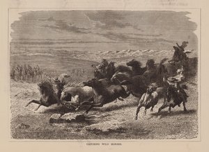 Apanhar cavalos selvagens (gravura) de English School