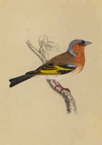 Tentilhão (cor litho) de English School