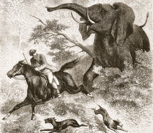 Perseguido por um elefante, ilustração da edição pictórica da vida e das descobertas de David Livingstone por J. Ewing Richie, bar. por A. Fullarton & Co., 1876 de English School