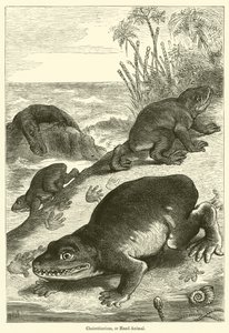 Cheirotherium, ou Hand-Animal (gravura) de English School