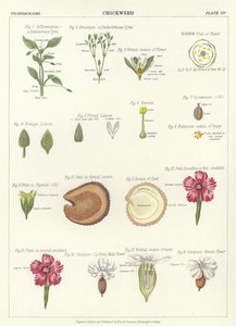 Chickweed de English School