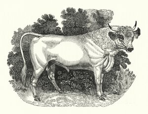 Chillingham Cattle (gravura) de English School