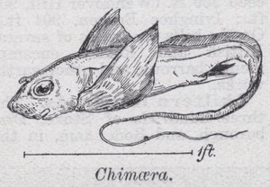 Quimera (litho) de English School