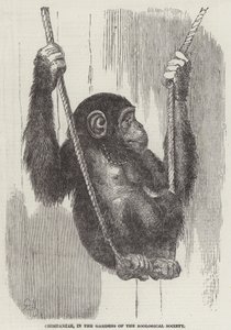 Chimpanzé, nos Jardins da Sociedade Zoológica (gravura) de English School