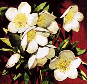 Rosas de natal de English School