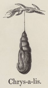 Crisálida (gravura) de English School