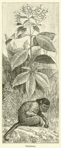 Cinchona (gravura) de English School