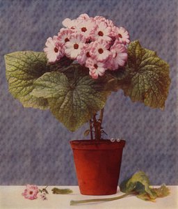 Cineraria (fotogravura) de English School