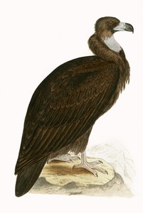 Abutre Cinereous, ilustração de "Uma História das Aves da Europa Não Observadas nas Ilhas Britânicas", de Charles Robert Bree (1811-1886), publicado em 1867 (cor litho) de English School