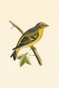 Citril Finch, ilustração de "Uma História das Aves da Europa Não Observadas nas Ilhas Britânicas", de Charles Robert Bree (1811-1886), publicada em 1867