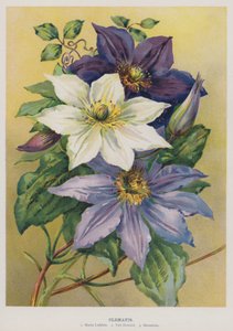 Clematis de English School
