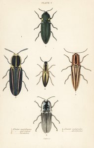 Escaravelho clicável: Escaravelho dos faróis, Pyrophorus noctilucus 1, Chalcolepidius porcatus 2, besouro clicável forrado, Agriotes lineatus 3, Elater suturalis 4, e Semiotus distinctus 5 de English School
