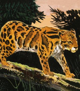 Leopardo das nuvens de English School