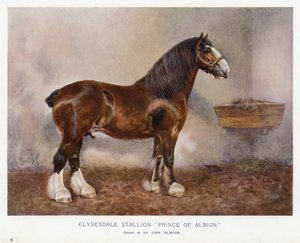 Garanhão Clydesdale "Príncipe de Albion" de English School