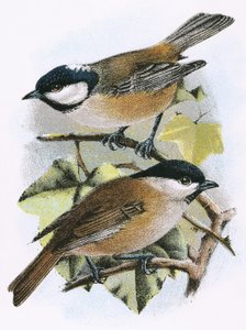 Teta de carvão (superior) e Marsh Tit (inferior)