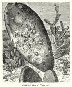Inseto Cochonilha, Coccus cactos (gravura) de English School