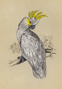 Cockatoo (cor litho) de English School