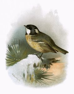 Cole tit